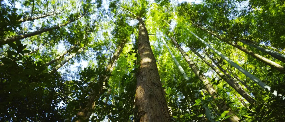 Tecnología de Intercept™ - Perspectivas sobre el Daño por Corrosión.