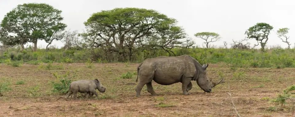 Intercept Technology™ - Protección de Barrera Reactiva con Partículas de Cobre.
