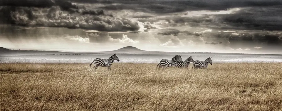 Intercept Technology™ - La Similitud de la Corrosión con las Cebras.