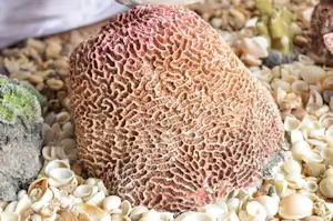 Intercept Technology™ – Película Protectora Similar a la Estructura Superficial del Coral