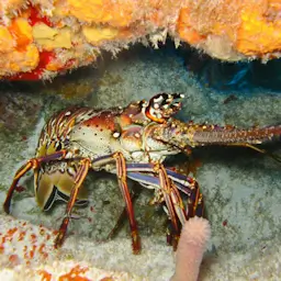 Intercept Technology™ - avances en empaque de alimentos.