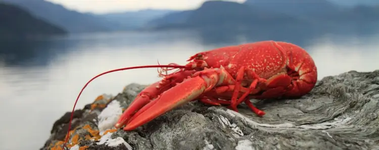 Intercept Technology™ - Procesos de empaquetado de alimentos.