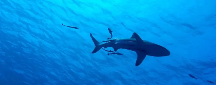 Intercept Technology™ - Protección Inspirada en la Naturaleza.