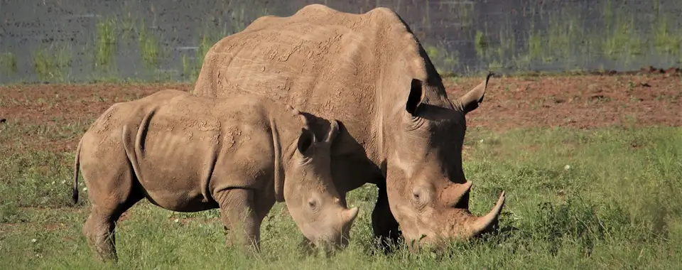 Intercept Technology™ - Protección de Barrera Reactiva con Partículas de Cobre.
