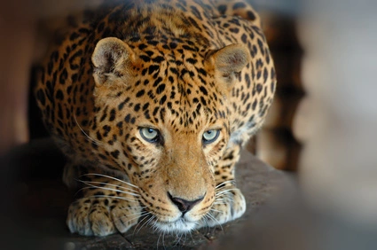 Intercept Technology™ - El Santuario de Animales Salvajes. Intercept Technology™ - El Santuario de Animales Salvajes.