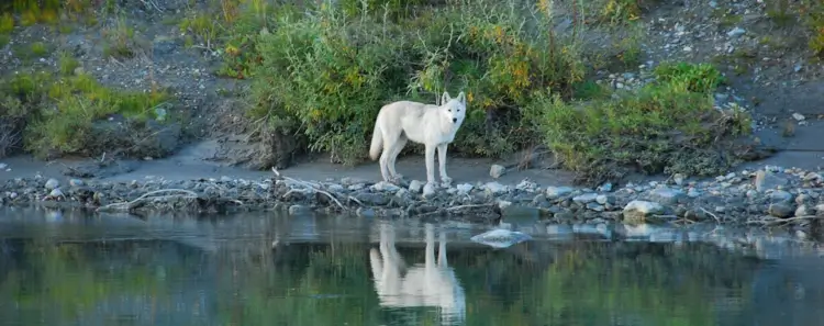 Intercept Technology™ - Empaque de Barrera Reactiva Infundido con Cobre.